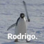 Rodrigo ;&lt;