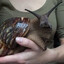 Snail