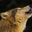 Wolves