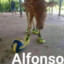 Alfonso