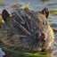 Water Rat