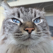 Lemon_cat's avatar