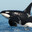 Orca