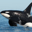 Orca