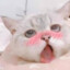 团子