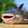 tilapia