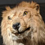 LionKing