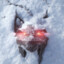 White_wolf.
