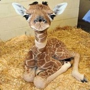 The Polish Trainwreck