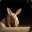The Aardvark