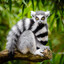 Lemur
