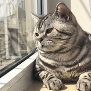 仿生人的电子羊