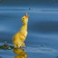 Duckling