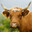 cowmilker74