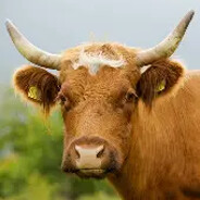 cowmilker74