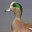 Edwigeon's avatar