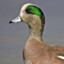 Edwigeon