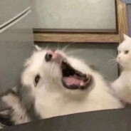 她说打apex能变帅