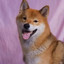 Shiba