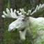 FETTÄKTA ALBINO ÄLG
