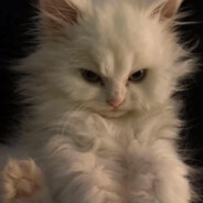 不许人间见白头