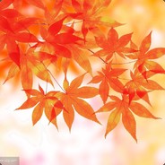 MapleLeaves