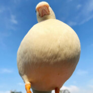 阿翔要努力变强