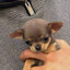 CHUCHIITO