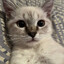 babycute
