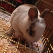 ElPanaRabbit🐇