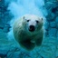 Polarbear