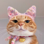 你是不是油猫饼