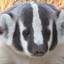 Badger