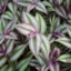 Wandering Jew