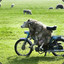 Relation&#039;Sheep