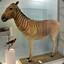 Quagga