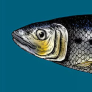 Sardines avatar