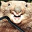 TheWombat