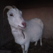 Играю копытами