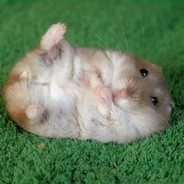 Hamster_Gangster