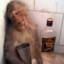 Inebriated Ape