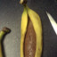 Bananus