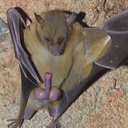 她与蝙蝠皆是毒