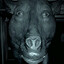 Nygus