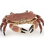 Crab