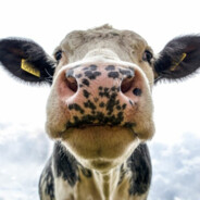 cow