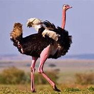 Avestruz que te seduz