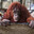 Pongo