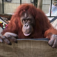 Pongo