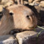 capybara-